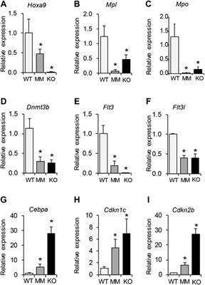 DOT1L Mediated Gene Repression in Extensively Self-Renewing Erythroblasts